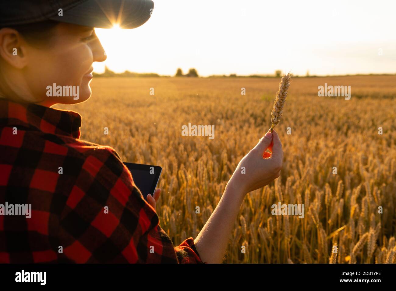 Eine Frau Bauer untersucht den Bereich der Getreide- und sendet die Daten an die Wolke aus der Tablette. Smart Farming und digitale Landwirtschaft. Stockfoto