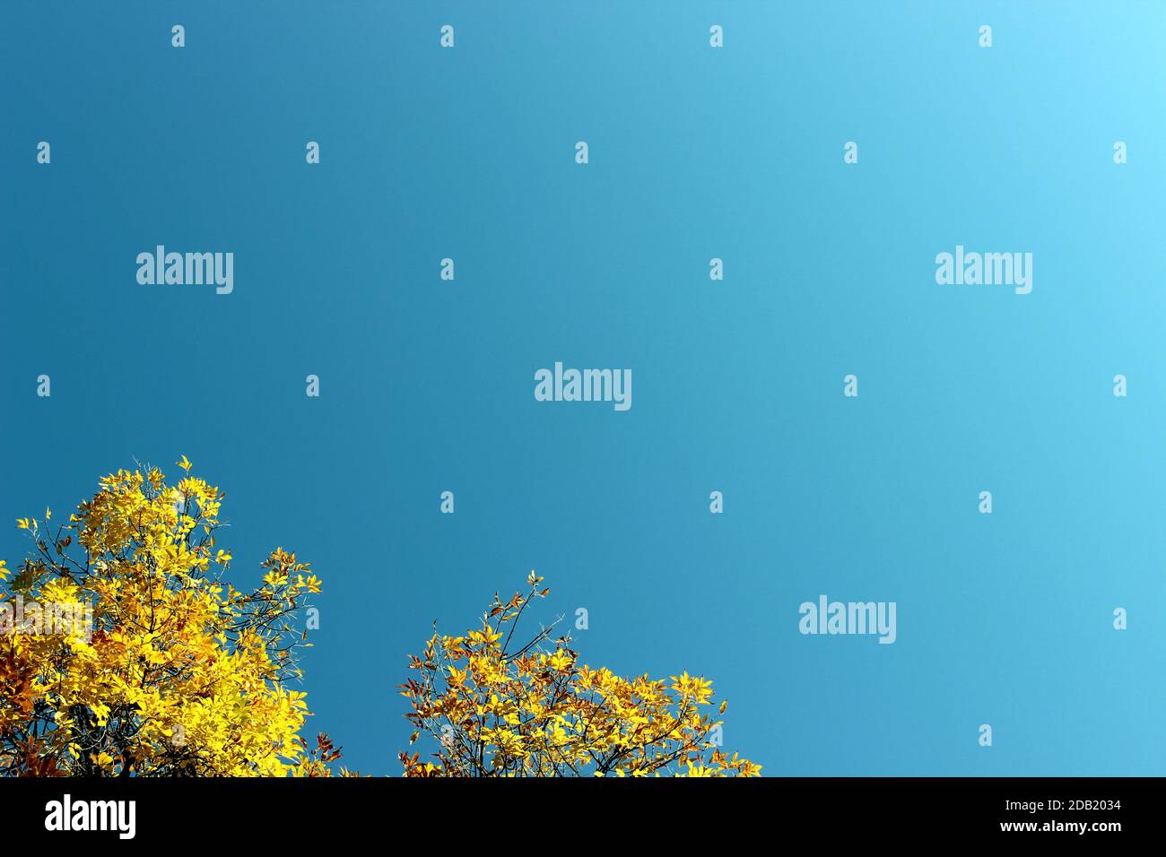 Klarer, sonniger Himmel und goldener Baumkpfel Stockfoto