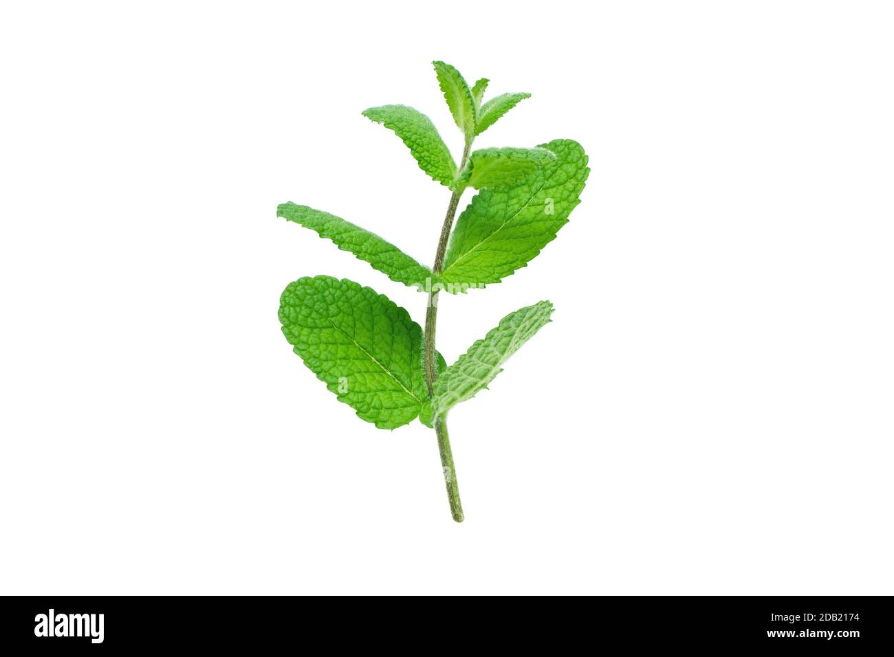 Minze oder mentha Zweig mit Blättern isoliert auf weiß Stockfoto