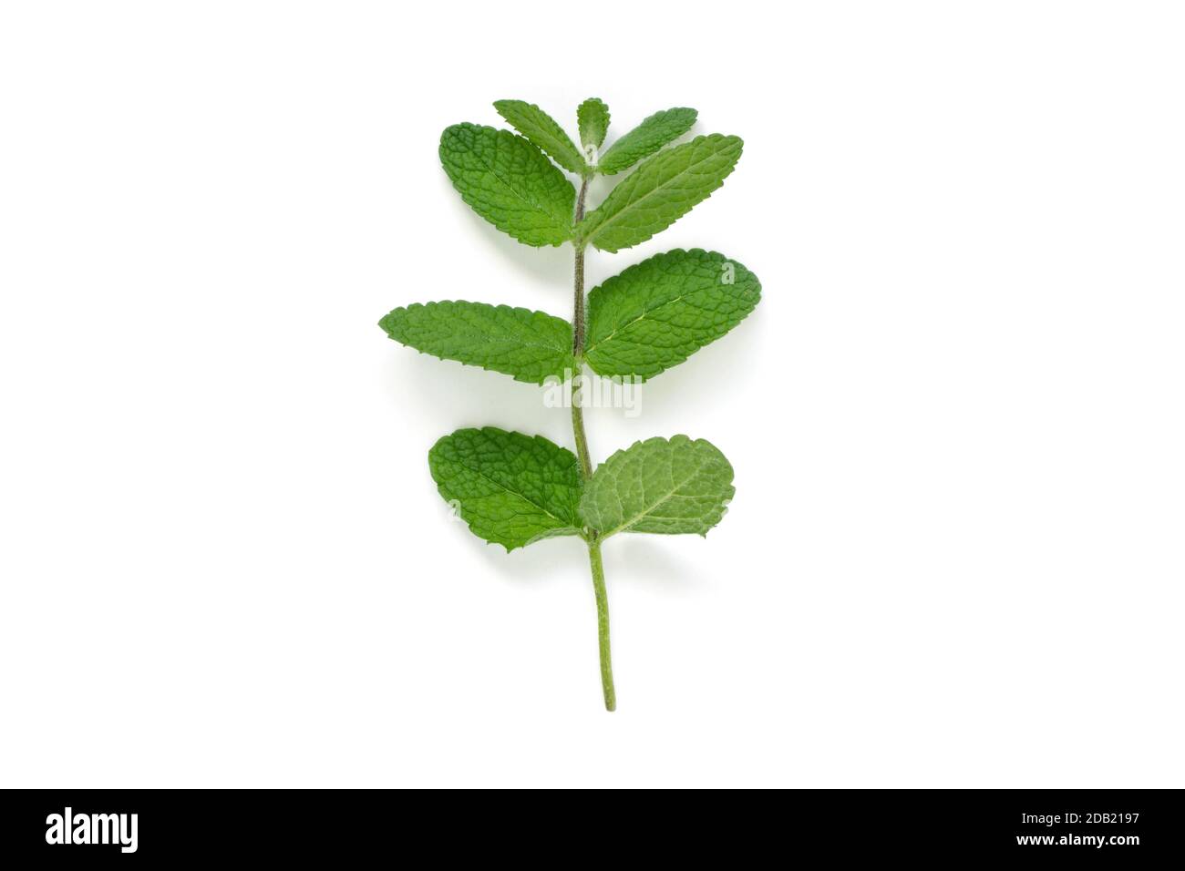 Minze oder mentha Blätter Zweig mit Schatten isoliert auf weiß. Stockfoto