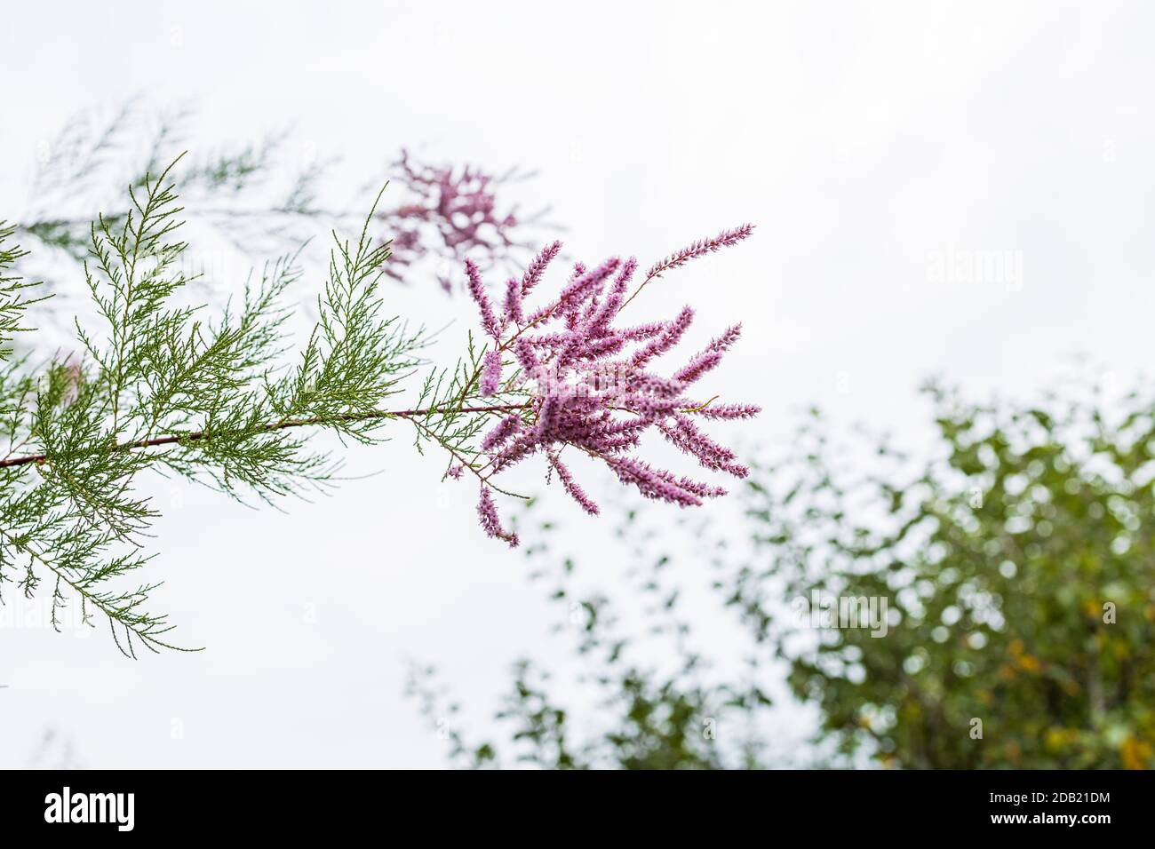 Tamarix ramosissima, Salz Zeder, Tamarisk, Pflanze im Garten bei Rothe House, Kilkenny, County Kilkenny, Irland Stockfoto