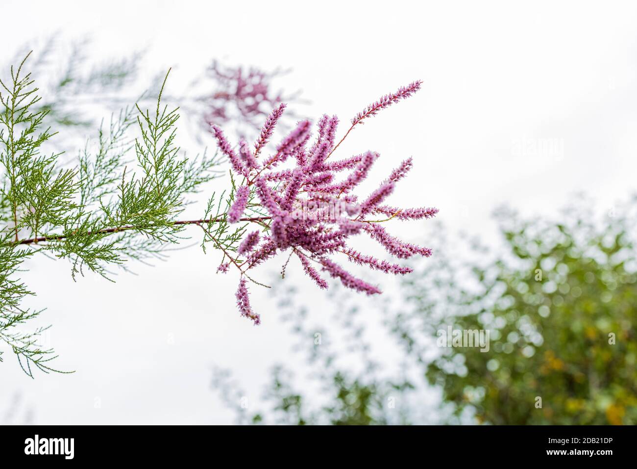 Tamarix ramosissima, Salz Zeder, Tamarisk, Blumen im Garten bei Rothe House, Kilkenny, County Kilkenny, Irland Stockfoto