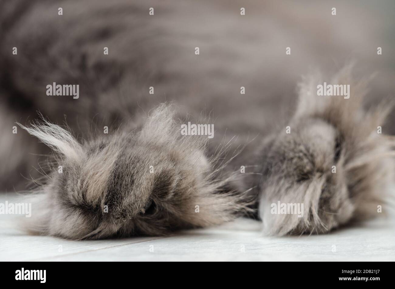 Flauschige Pfoten von dunkelgrauer Hauskatze Stockfoto