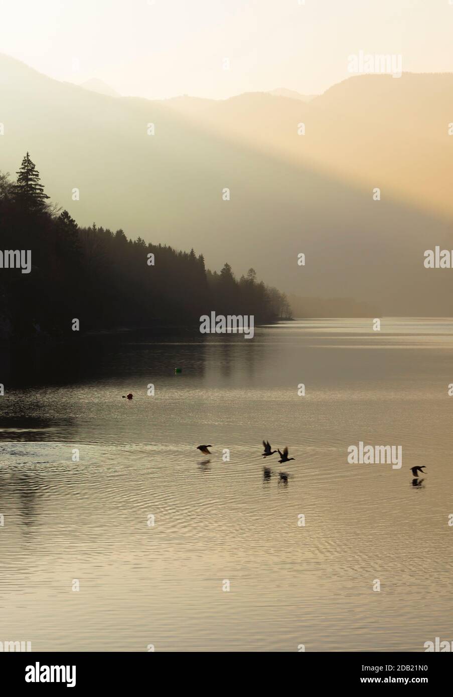 Stockards fliegen bei Sonnenuntergang über dem Bohinjer See Triglav Nationalpark, Bohinj, Gorenjska, Slowenien. Stockfoto