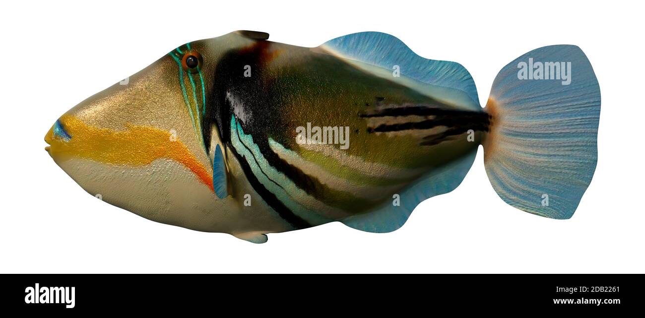 3D-Rendering von Picasso-Triggerfischen oder Lagunen-Triggerfischen oder Rhinecanthus aculeatus oder Blackbar-Triggerfischen oder Picassofish isoliert auf weißem Backgroschen Stockfoto