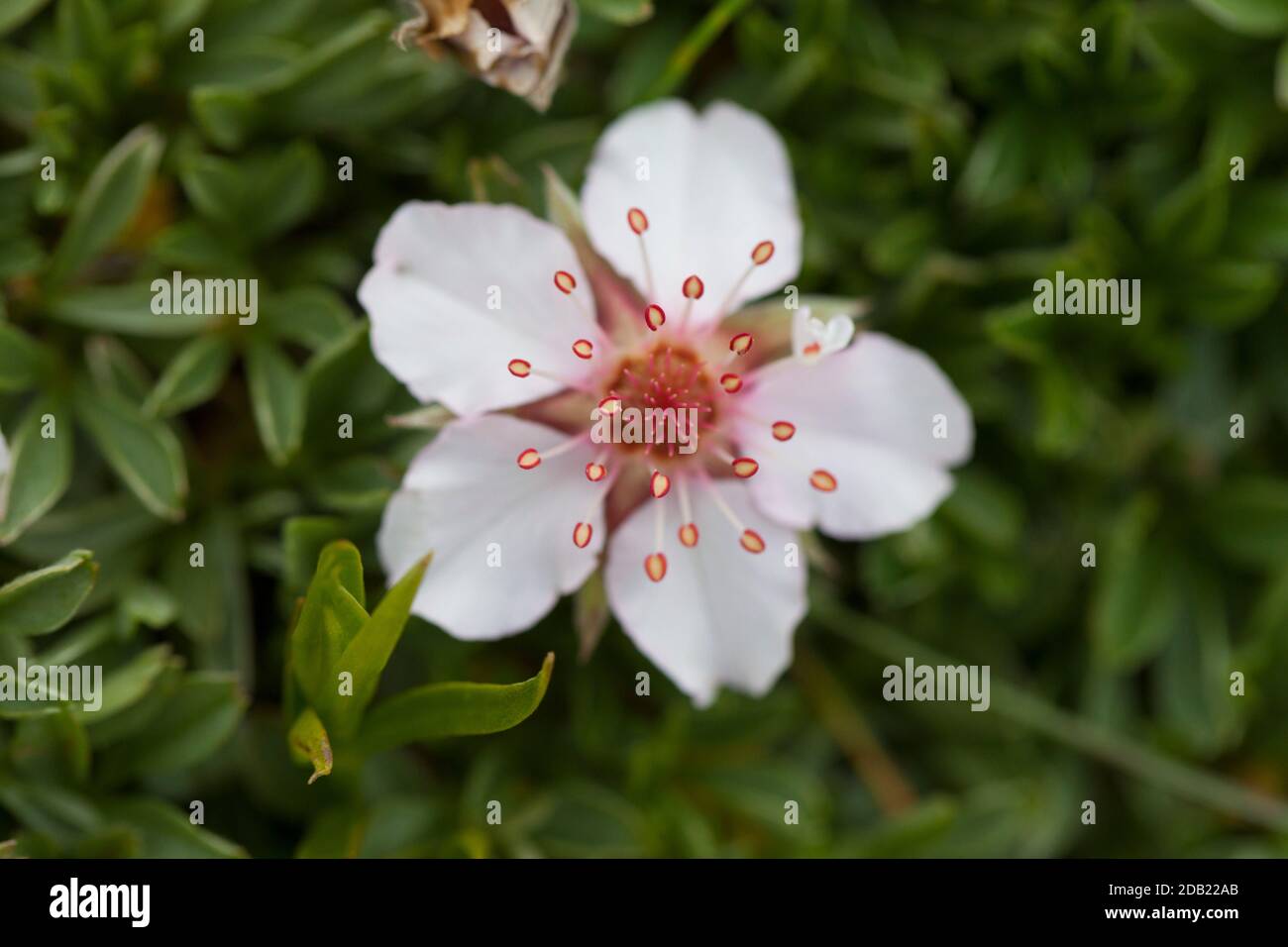Nahaufnahme einer weißen Triglav-Rose (Potentilla nitida). Mala Mojstrovka, Julische Alpen, Slowenien, Europa. Stockfoto