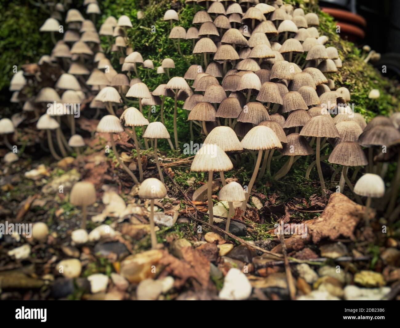 Eine Gruppe von kleinen Pilzen mit Moos Stockfoto