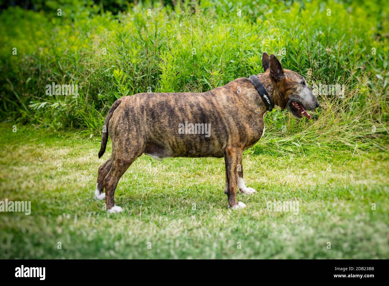 Ein Hund steht auf Gras Stockfoto