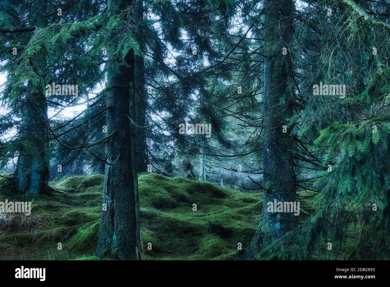 Grüne Moose im Wald. Verzauberter Wald Hintergrund. Stockfoto
