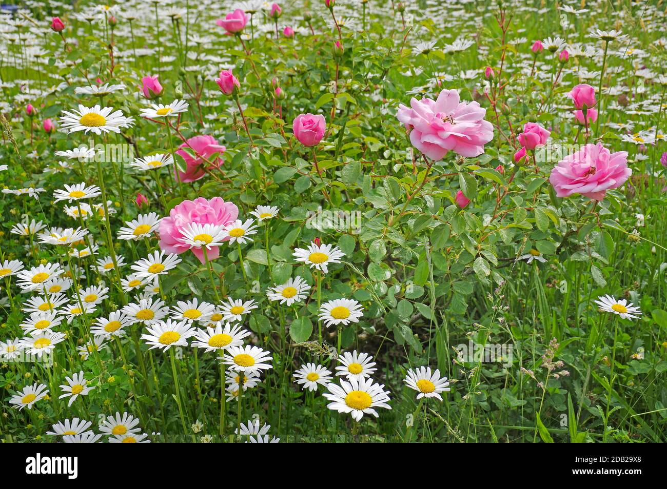 Naturgarten: Wiese mit Gänseblümchen und Zwergrosen. Deutschland Stockfoto