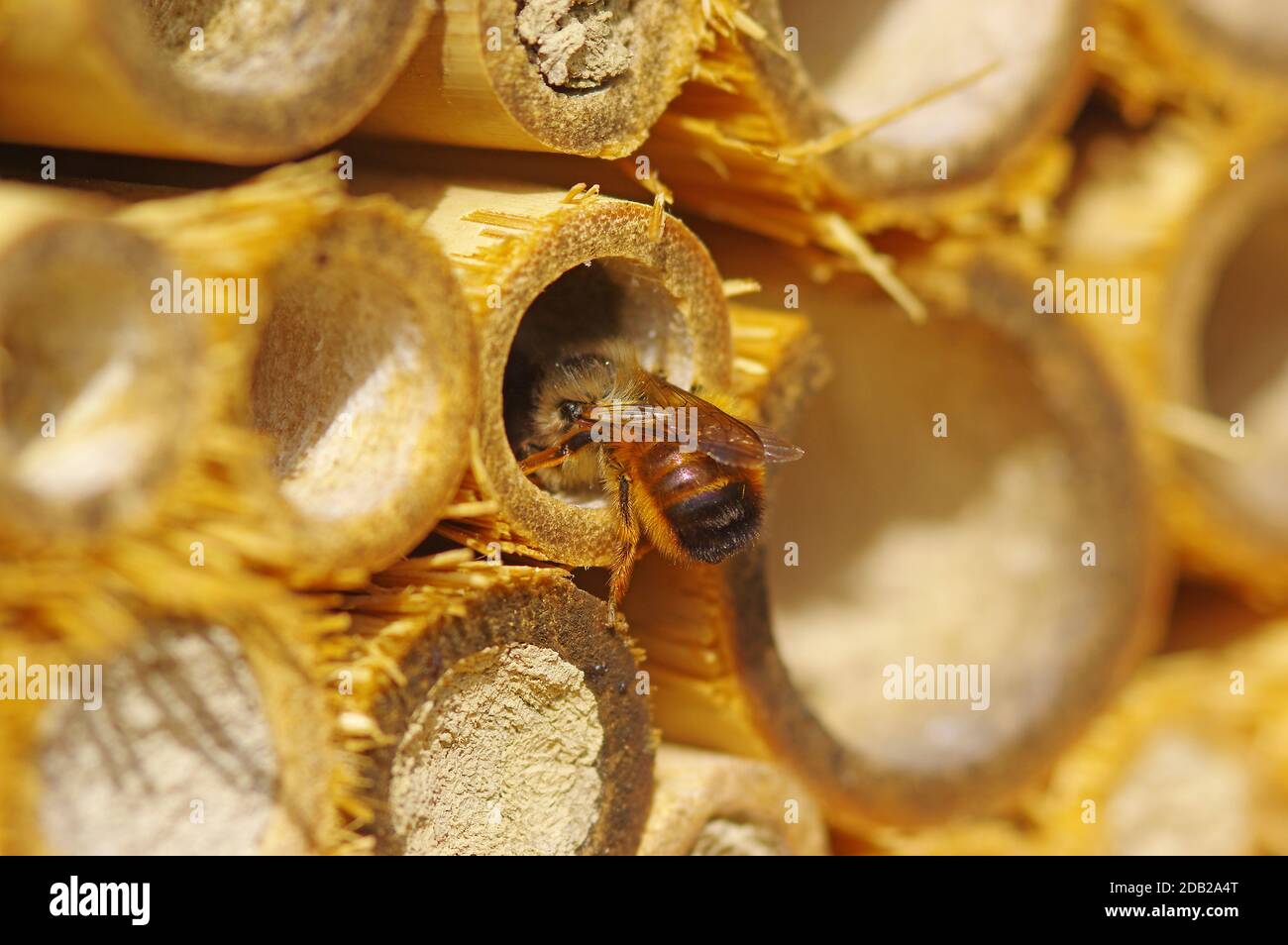 Rote Mason Bee (Osmia bicornis, Osmia rufa) verstopft eine Röhre eines Insektenhotels. Andere Röhrchen sind bereits geschlossen. Deutschland Stockfoto