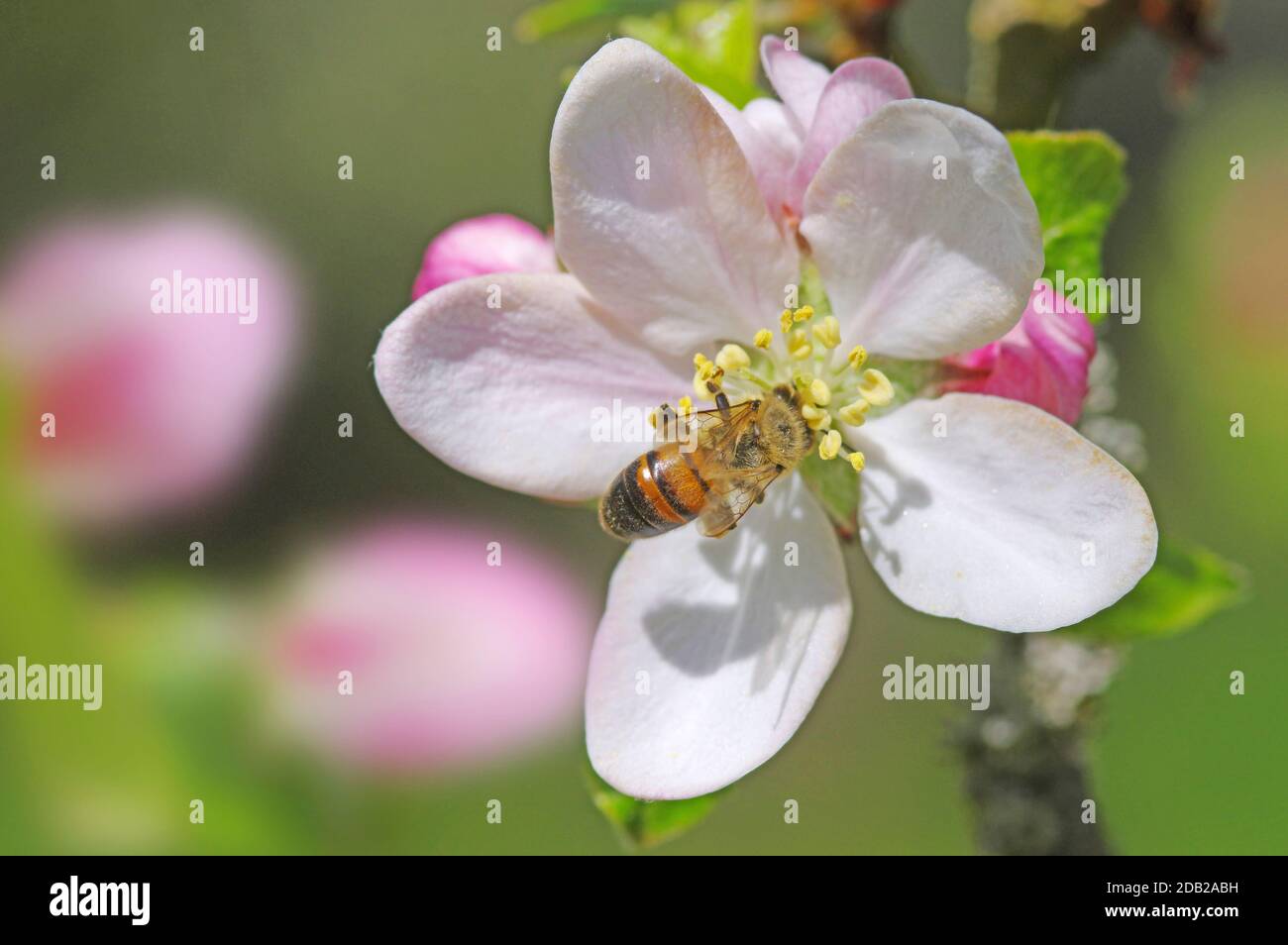 Rote Freimaurerbiene (Osmia bicornis, Osmia rufa), die Nektar aus der Apfelbaumblüte sammelt. Deutschland Stockfoto