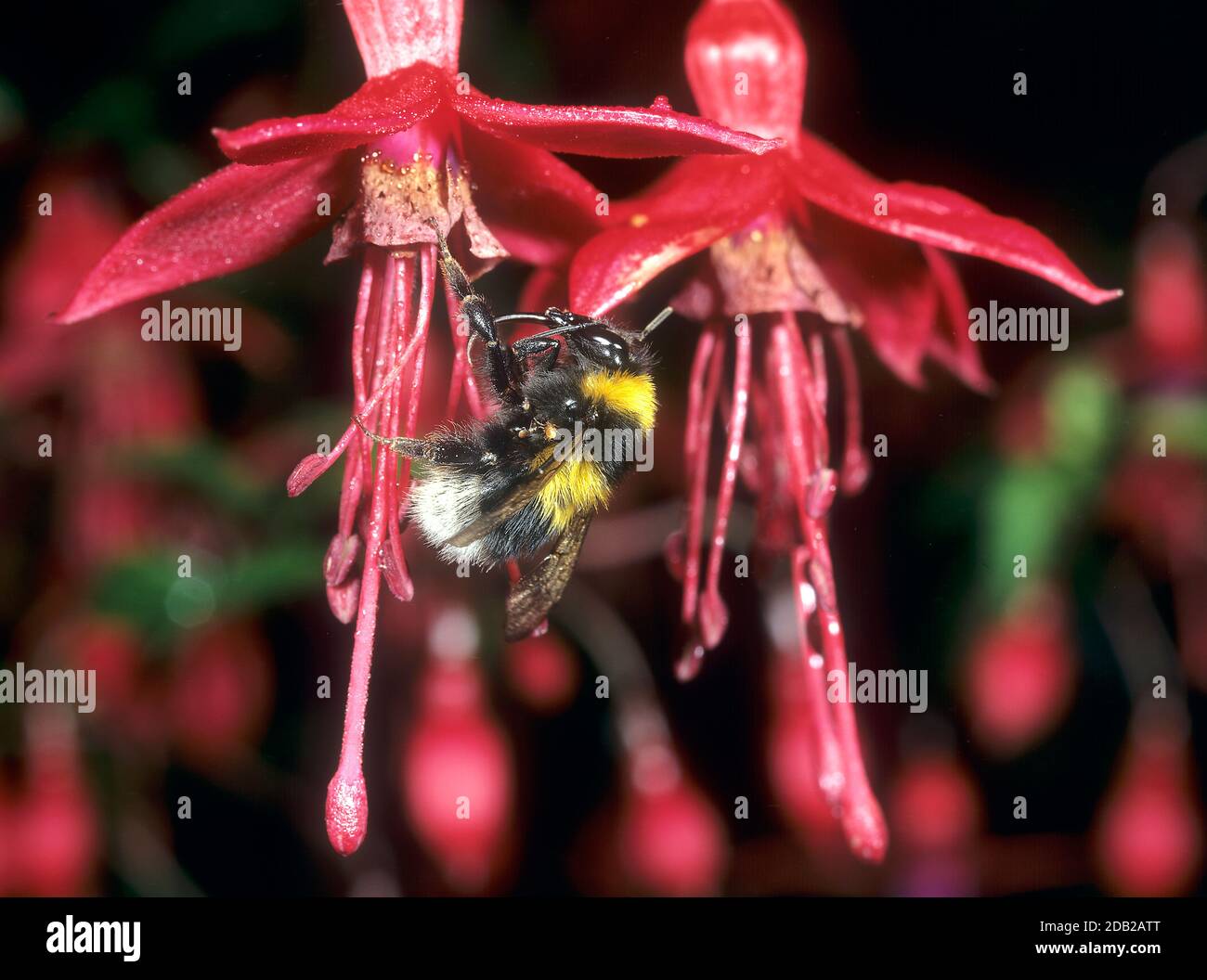 Kleiner Garten Bumble Bee (Bombus hortorum) auf der Nahrungssuche auf Fuchsia Blume. Stockfoto