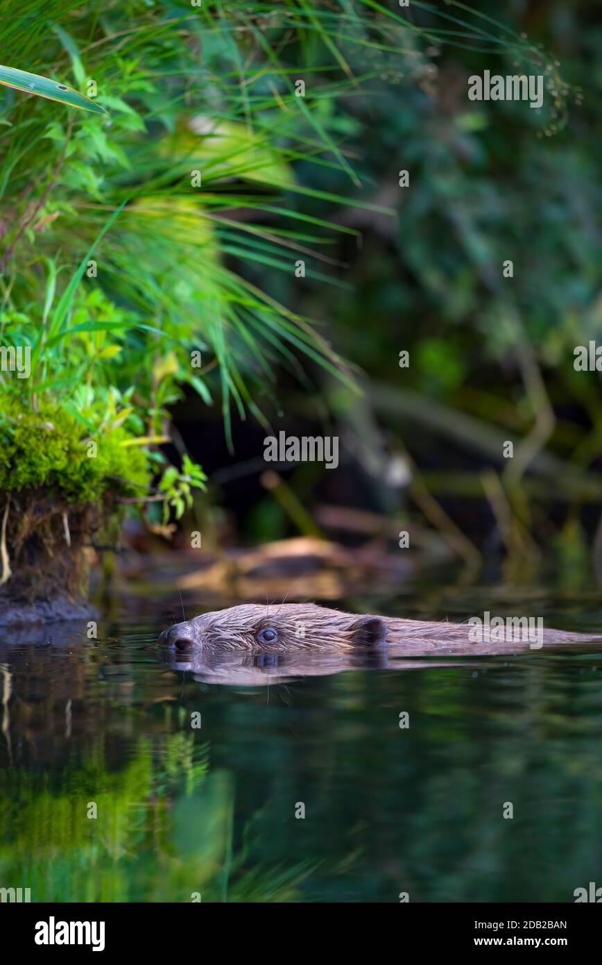 Europäische Biber (Castor Faser) Schwimmen in Peene Fluss. Mecklenburg-Vorpommern, Deutschland Stockfoto