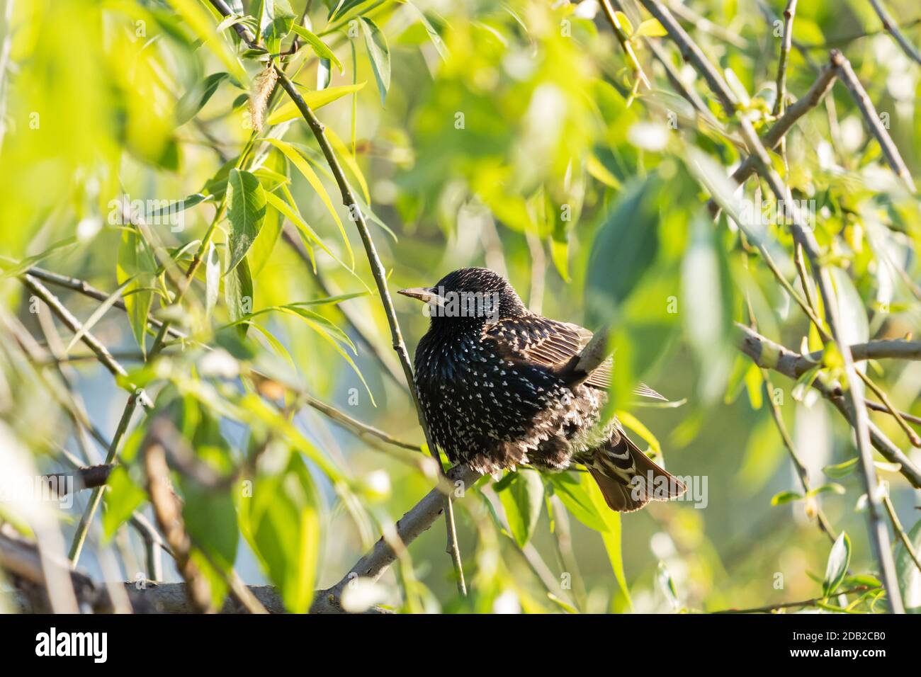 Der schwarze Vogelstar sitzt inmitten üppiger Vegetation Stockfoto
