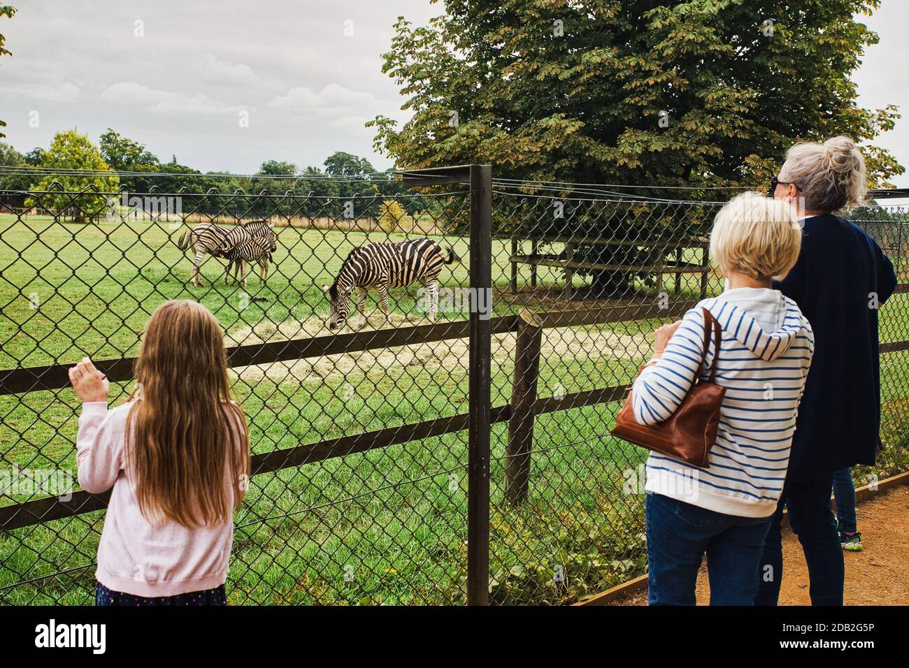 Großbritannien, England, Oxfordshire, Burford, Bradwell Grove, Cotswold Wildlife Park, Besucher im Zebra-Gehege. Stockfoto