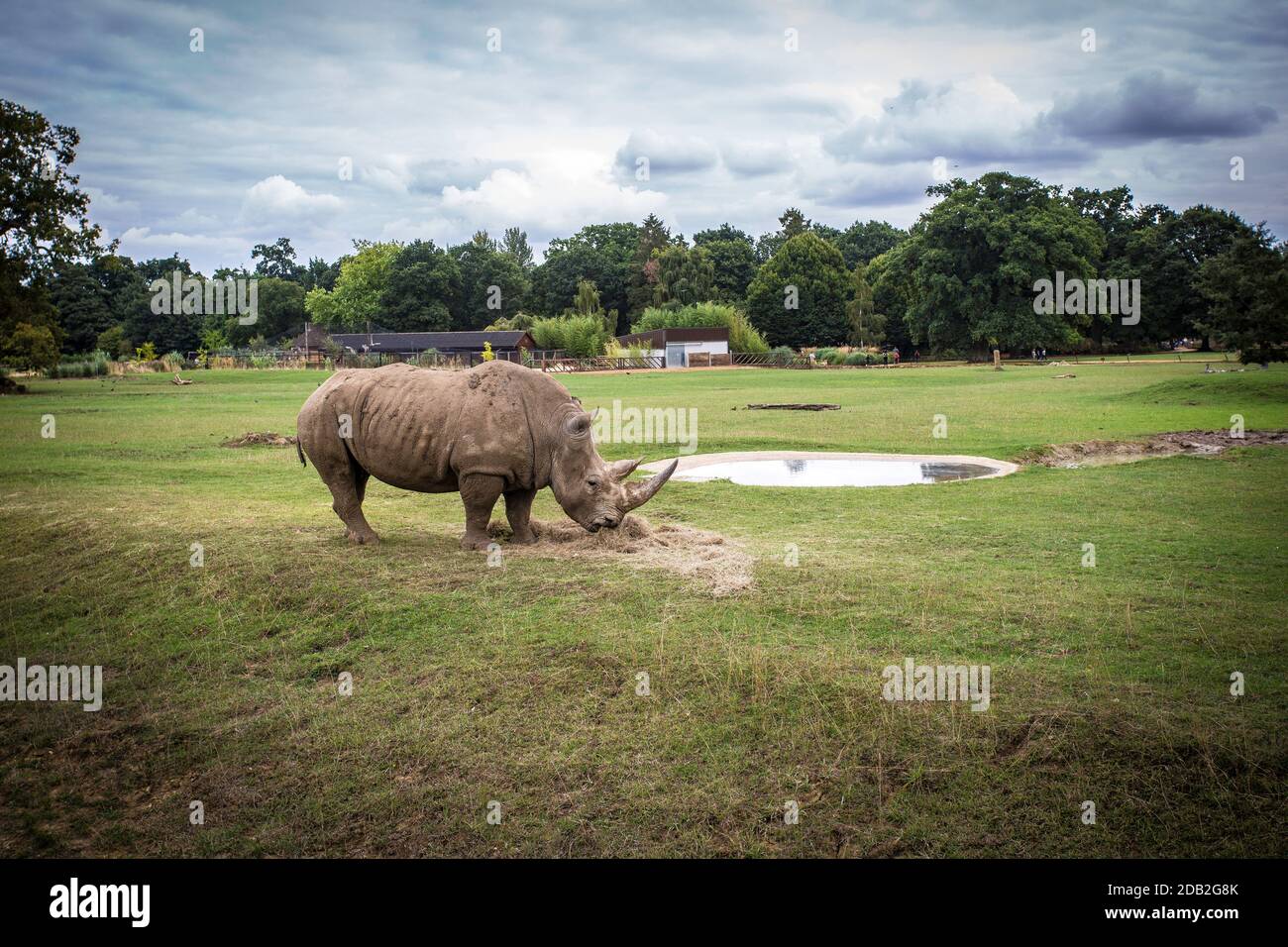 Rhino im Cotswold Wildlife Park and Gardens in Oxfordshire, Großbritannien. Stockfoto