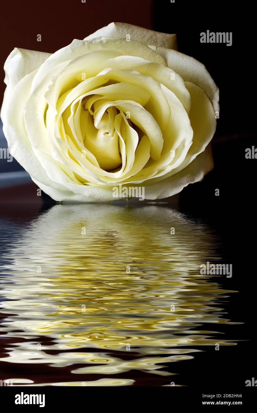 Weiße Rose legt sich auf Blütenblätter, die in Wasserspiegelung schweben Stockfoto