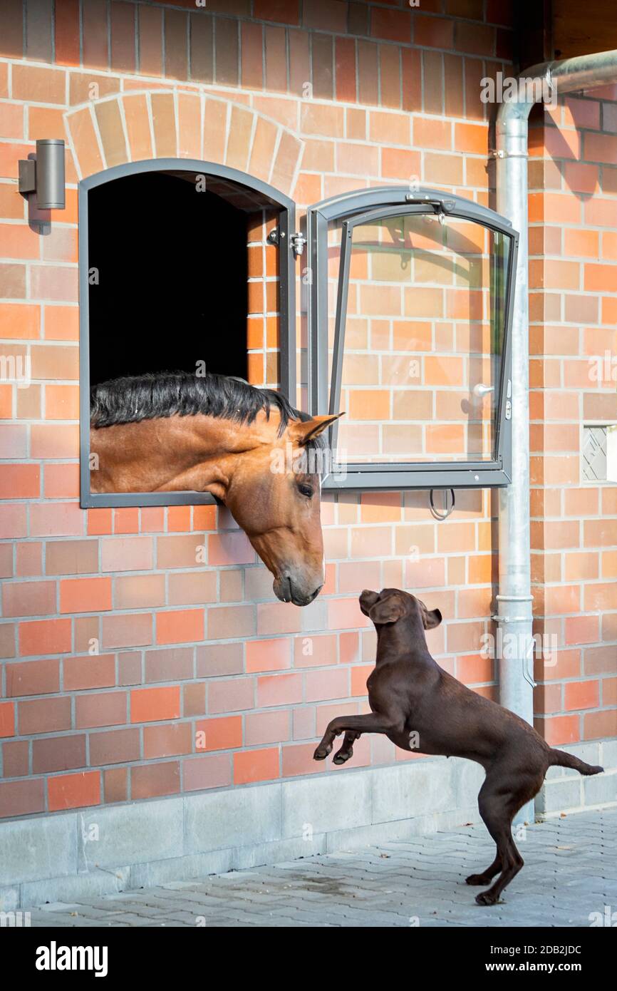 Labrador Retriever und Bay Hauspferd. Ein braunes Weibchen bittet ein Pferd in einem Stall zu spielen. Deutschland... Stockfoto