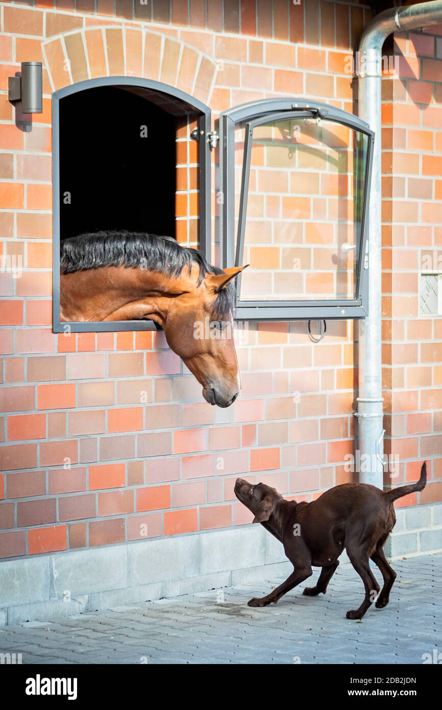 Labrador Retriever und Bay Hauspferd. Ein braunes Weibchen bittet ein Pferd in einem Stall zu spielen. Deutschland... Stockfoto