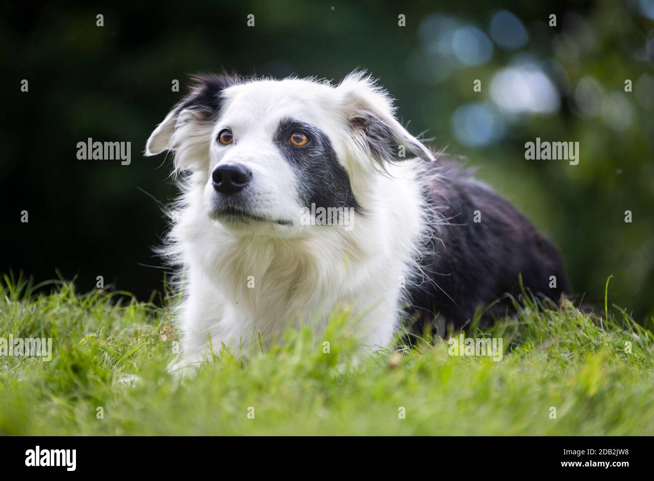 Border Collie. Erwachsener Hund liegt auf einer Wiese Stockfoto