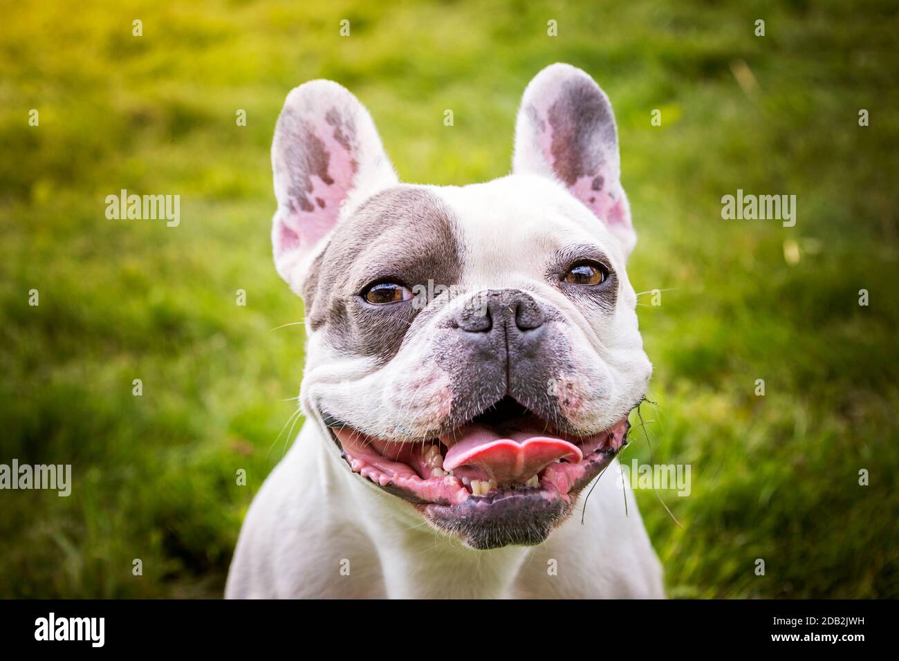 Französische Bulldogge. Porträt eines erwachsenen Hundes. Deutschland Stockfoto