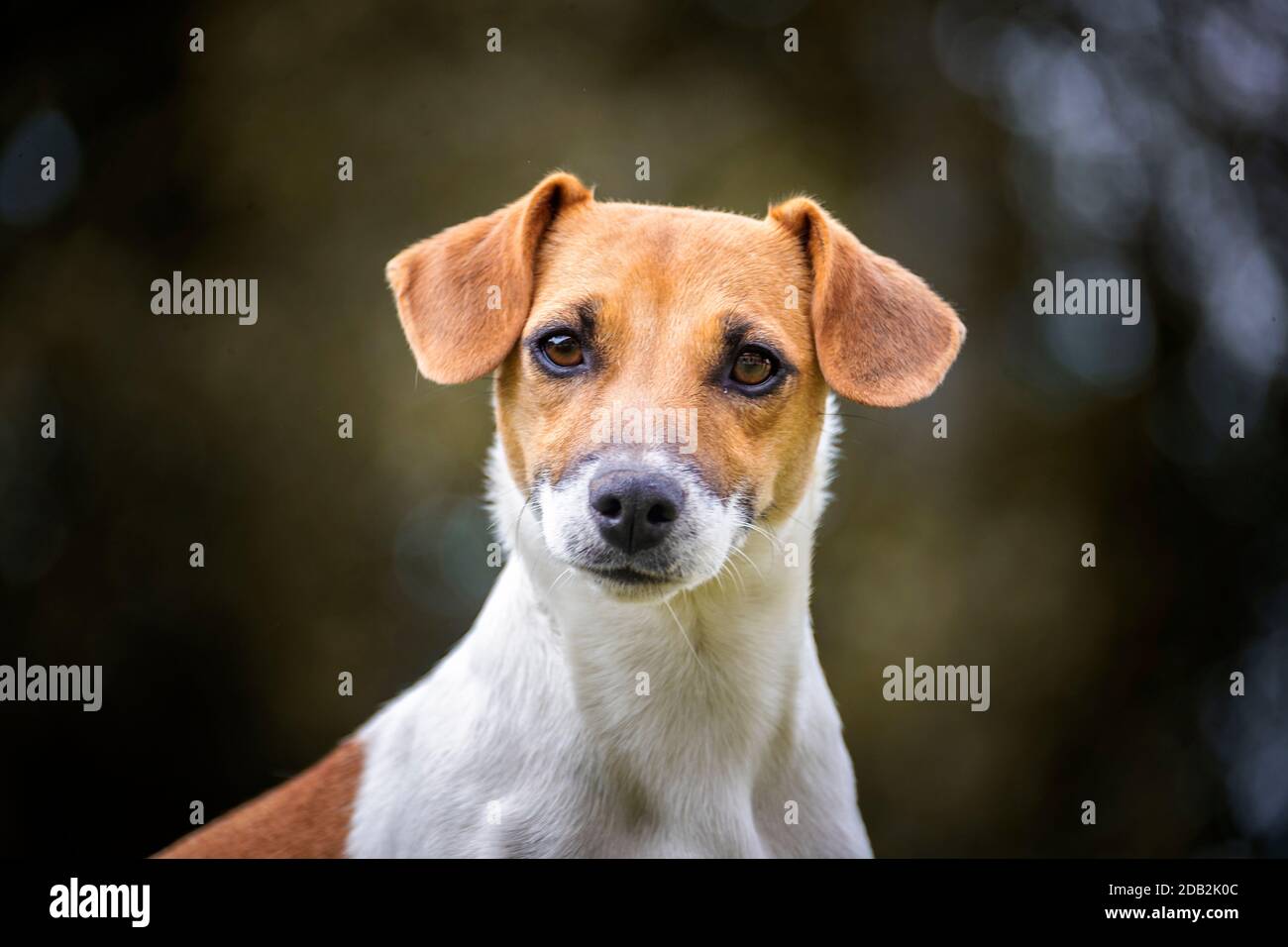 Jack-Russell-Terrier. Porträt des erwachsenen Hundes. Deutschland Stockfoto