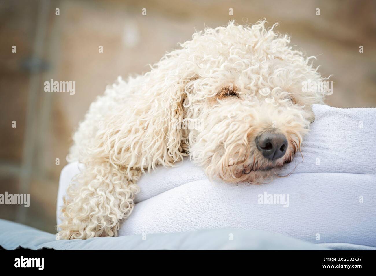 Goldendoodle. Erwachsener Hund schläft auf einem Kissen. Deutschland Stockfoto