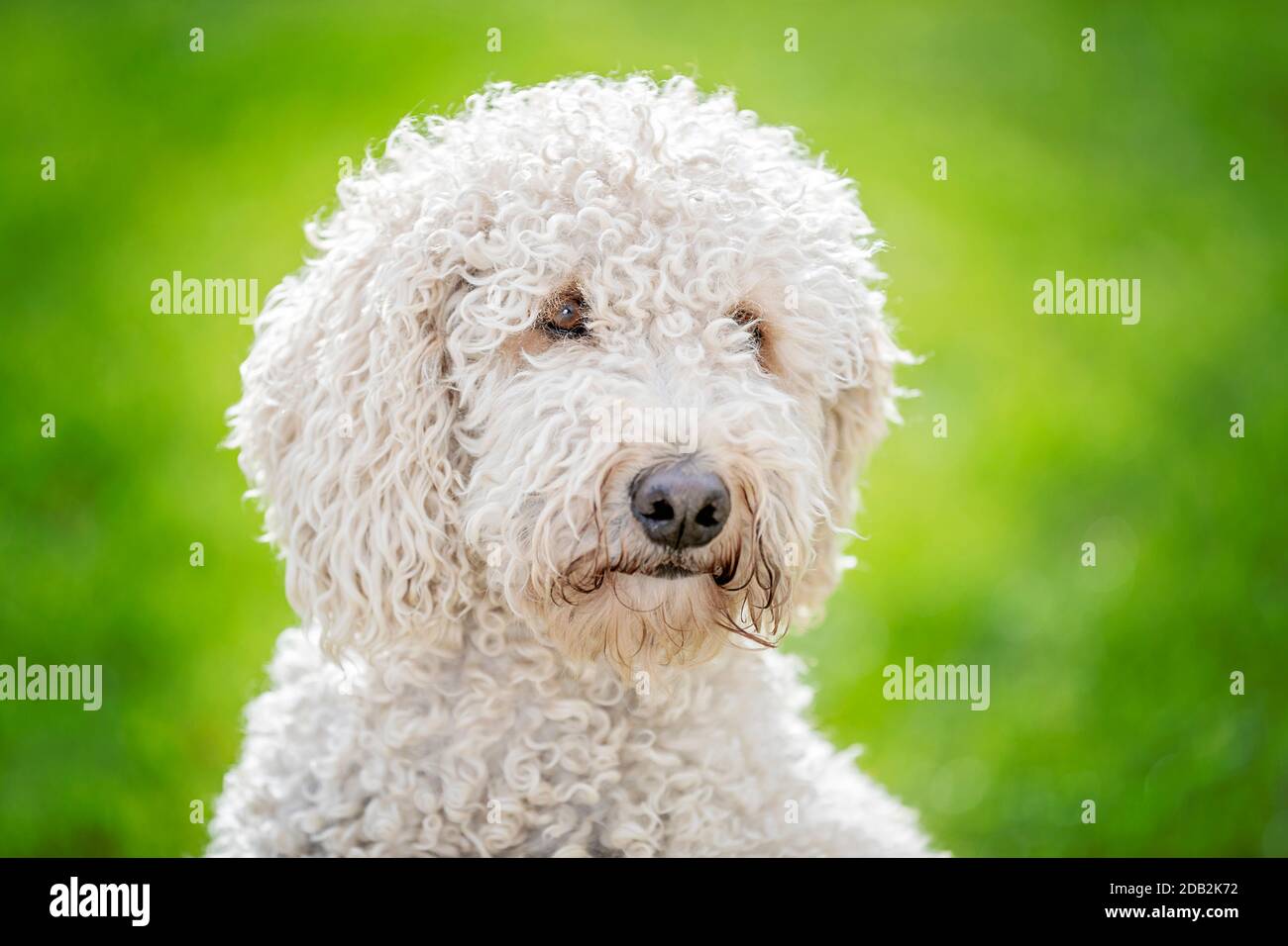 Goldendoodle. Porträt eines erwachsenen Hundes. Deutschland Stockfoto