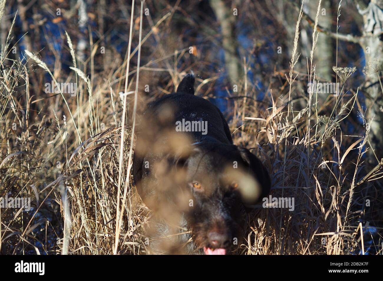 Ein Arbeitshund der deutschen Jagdrasse Drathaar auf der Jagd auf dem Feld. Stockfoto