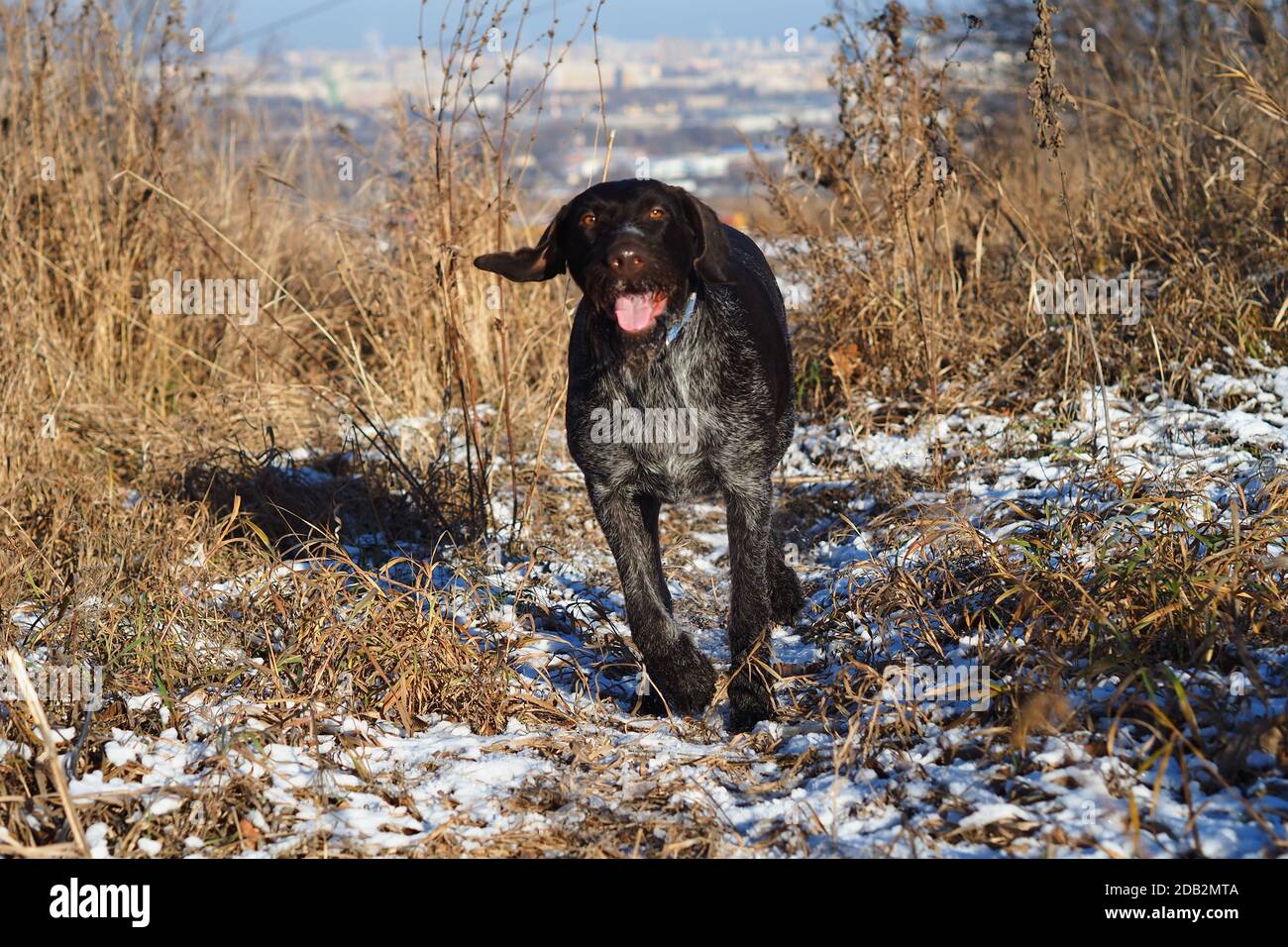 Ein Arbeitshund der deutschen Jagdrasse Drathaar auf der Jagd auf dem Feld. Stockfoto