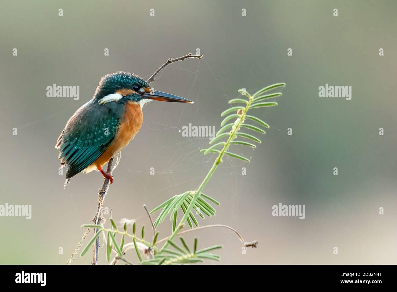 Gewöhnlicher Eisvogel, der auf einem Barsch in die Ferne blickt Stockfoto