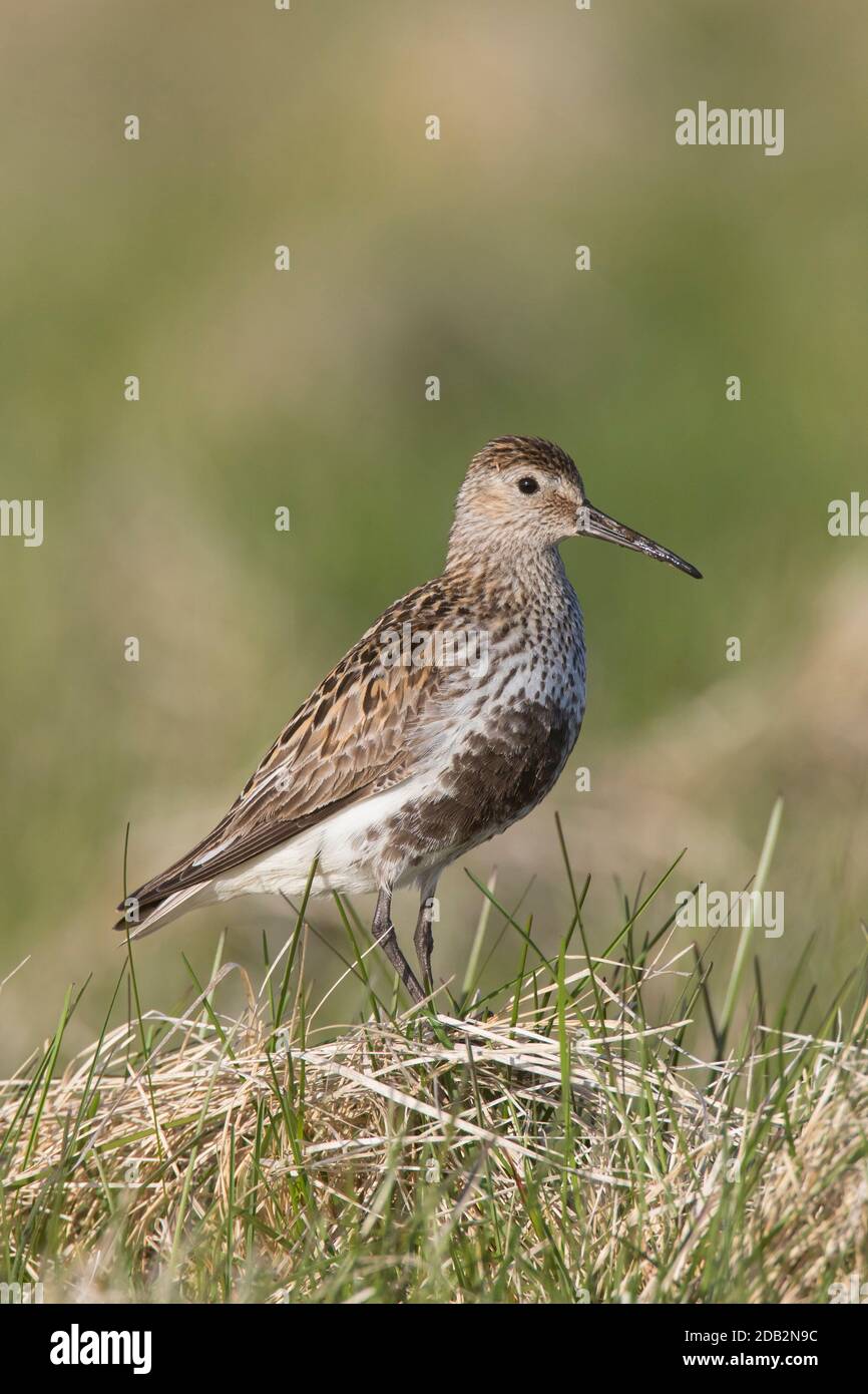 Dunlin (Calidris alpina). Erwachsene im Zuchtgefieder im Gras stehend. Island Stockfoto