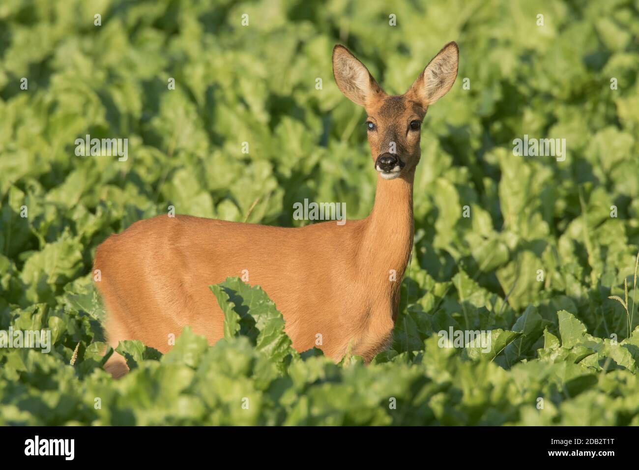 Rehe (Capreolus capreolus). Zwei Jahre alte Rehe (ein Auge blind) in einem Zuckerrübenfeld. August, Schleswig-Holstein, Deutschland Stockfoto