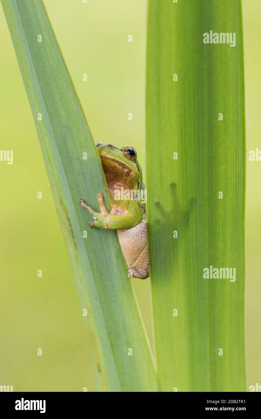 Europäischer Baumfrosch (Hyla arborea) auf Schilf. Deutschland. Stockfoto