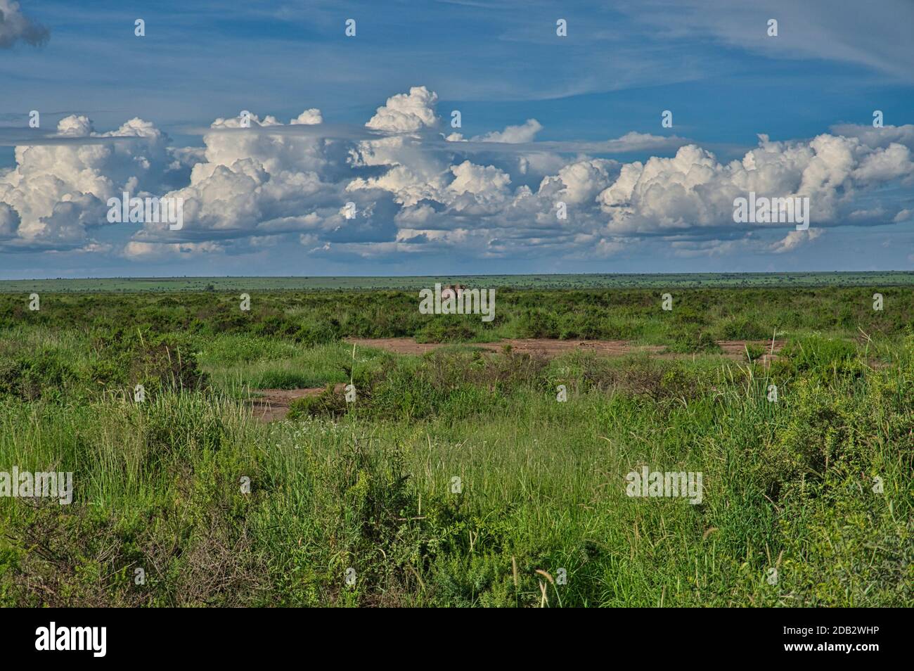 Landschaftsbilder aus dem Nationalpark Tsavo East Tsavo West und Amboseli Stockfoto