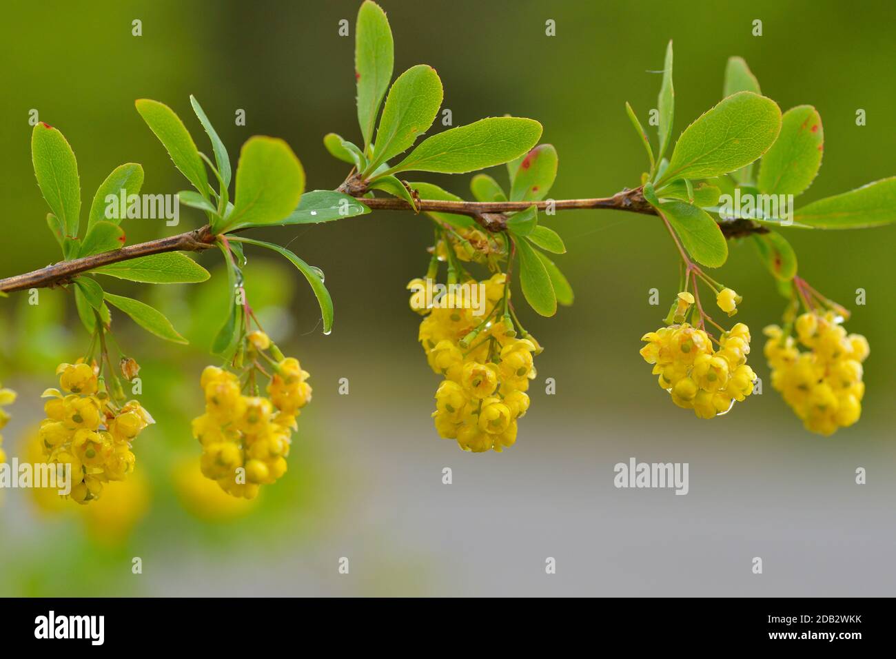 Gelbe Blüte von vulgaris berberis Stockfoto