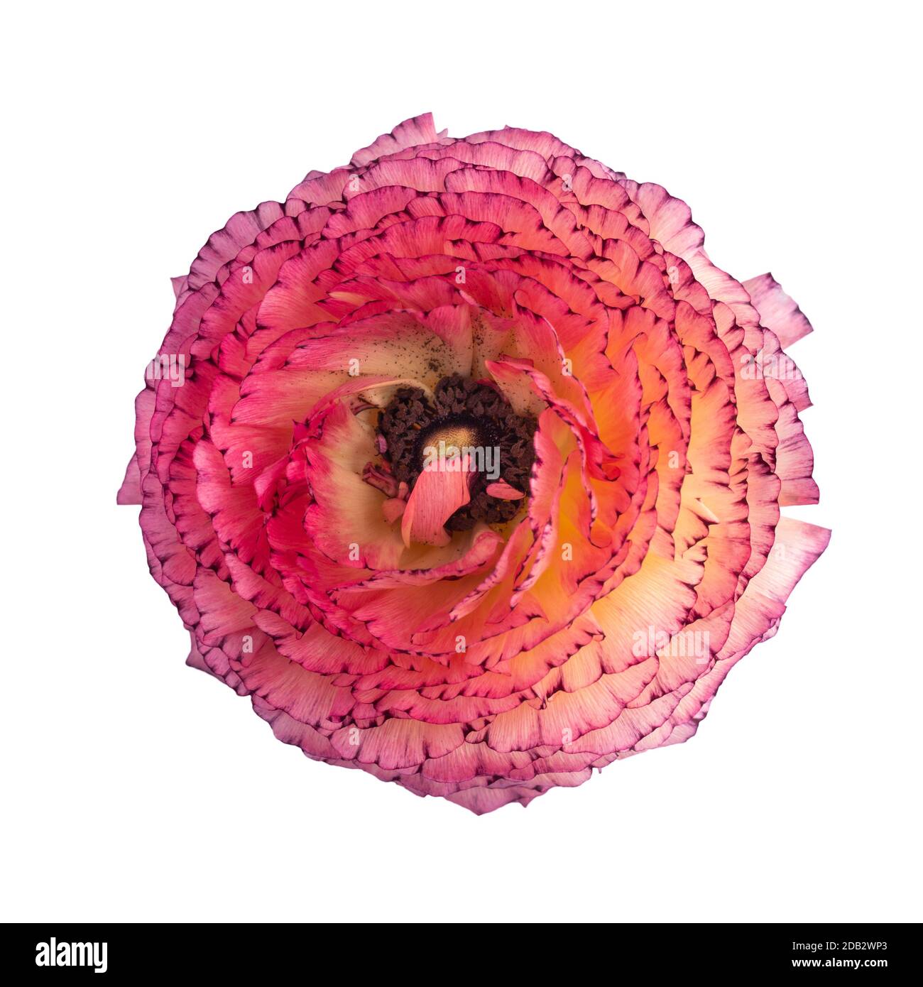 Blüte einer rosa und orange Ranunculus Blume isoliert auf Weißer Hintergrund Stockfoto