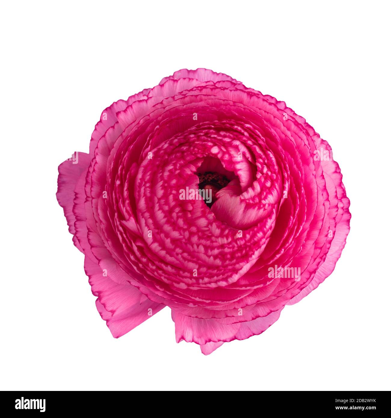Blüte eines rosa Ranunculus Blume isoliert auf weißem Hintergrund Stockfoto