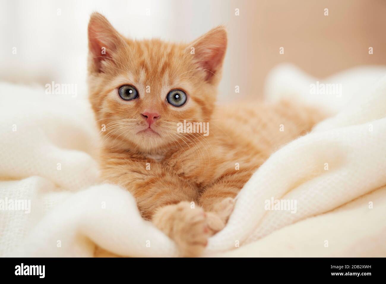 Hauskatze. Kätzchen in weißer Decke liegend. Deutschland Stockfoto