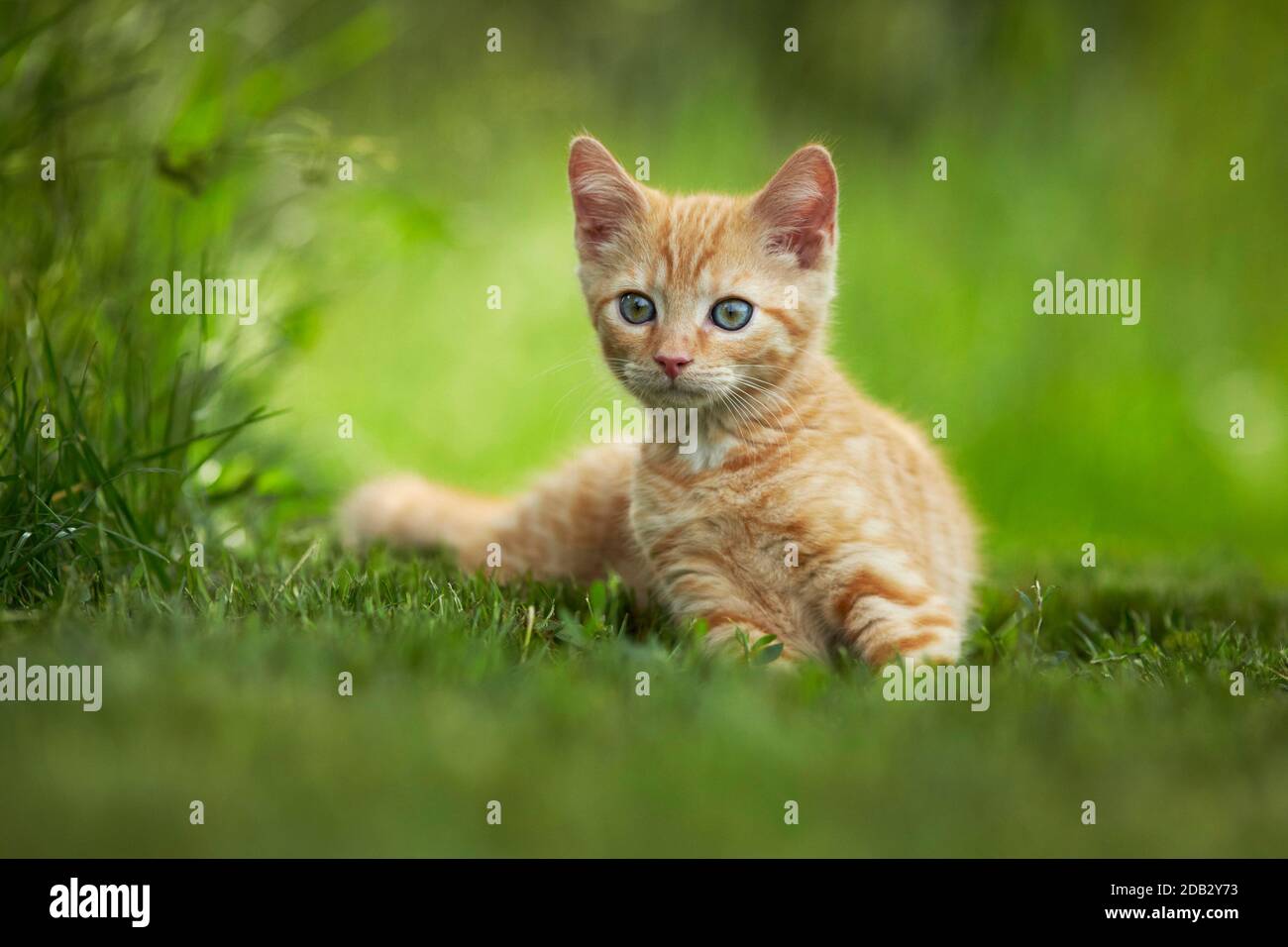 Hauskatze. Kätzchen liegen in einem Garten. Deutschland Stockfoto
