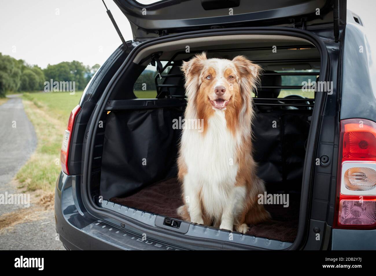 Australian Shepherd im Kofferraum eines Autos. Nicht für Tierführer bis 9/2022 Stockfoto