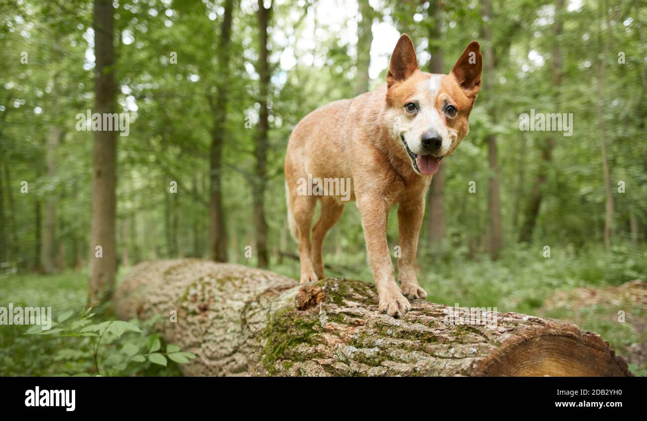 Australischer Rinderhund auf Baumstamm. Nicht für Tierführer bis 9/2022 Stockfoto
