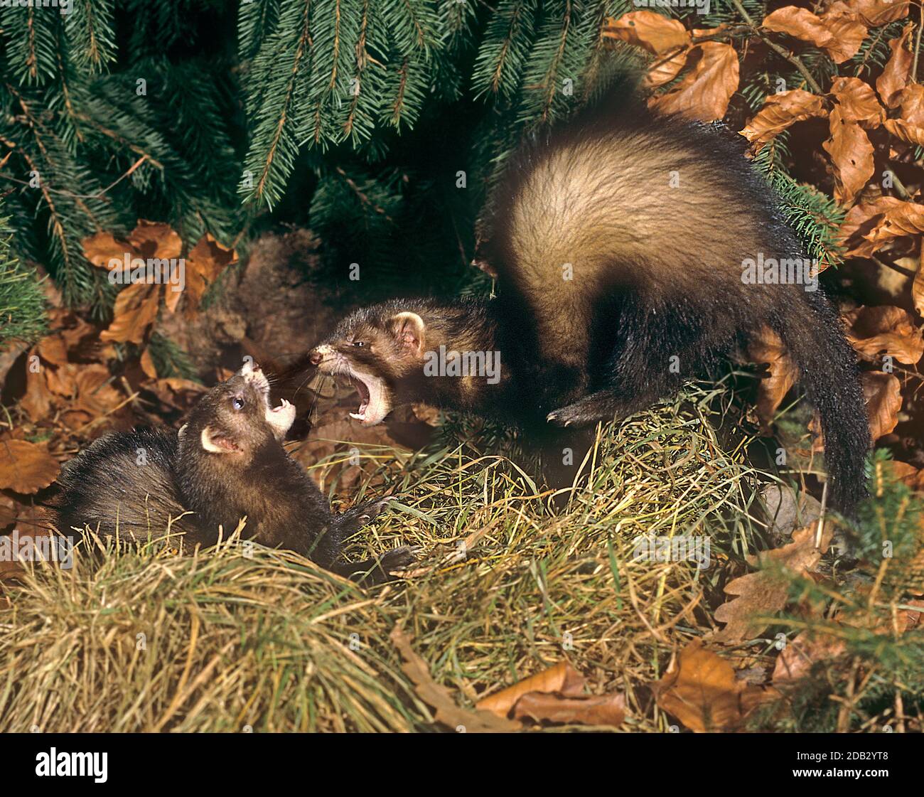 Europäische Polecat (Mustela putorius), Paarungsverhalten: Aggressiver Sprung des Männchens auf das Weibchen und gegenseitige Bedrohung. Deutschland Stockfoto