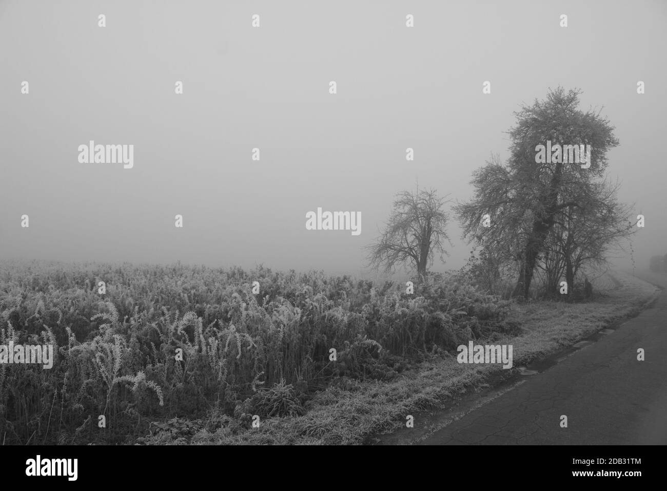 Frost und Nebel auf dem Lande Stockfoto