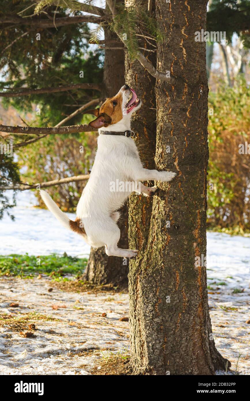 Unfug Hund jagen Eichhörnchen springen hoch auf Baum und bellt An sonnigen Wintertag Stockfoto