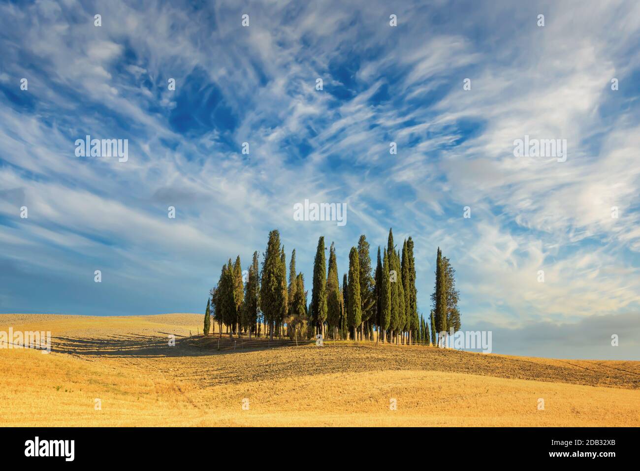 Schönes, typisch toskanischen Landschaft mit Zypressen in einem Feld im Sommer, Val d'Orcia, Toskana, Italien Stockfoto