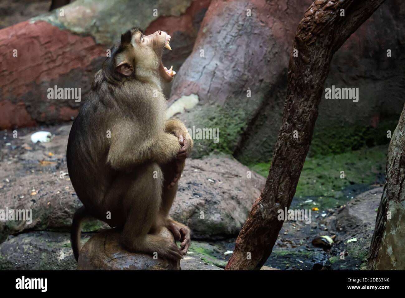 Macaca nemestrina. Monkey (Schwein-tailed Macaque) Stockfoto
