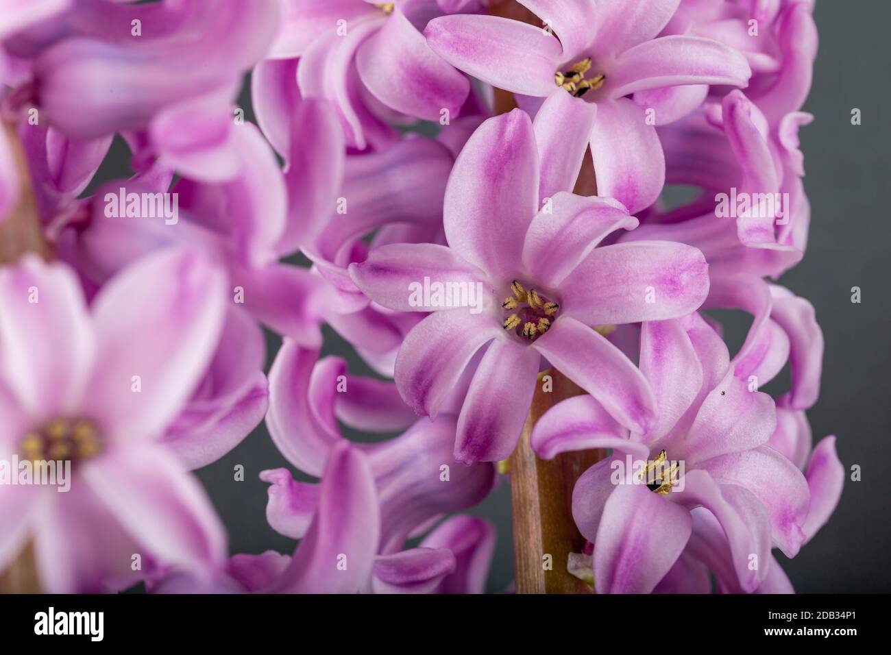 Rosa geoktinte Blumen auf grauem Hintergrund. Helle Knospen für Dekoration und Postkarten. Stockfoto