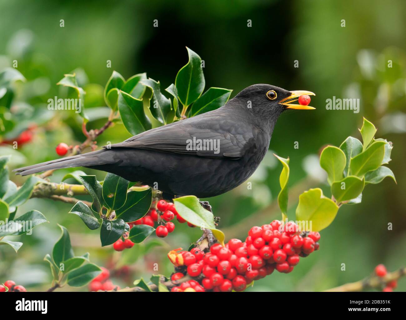 Ein männlicher Schwarzvogel (Turdus merula), der die saisonalen Reichhaltiges der Stechbeeren ausnutzt, Warwickshire Stockfoto